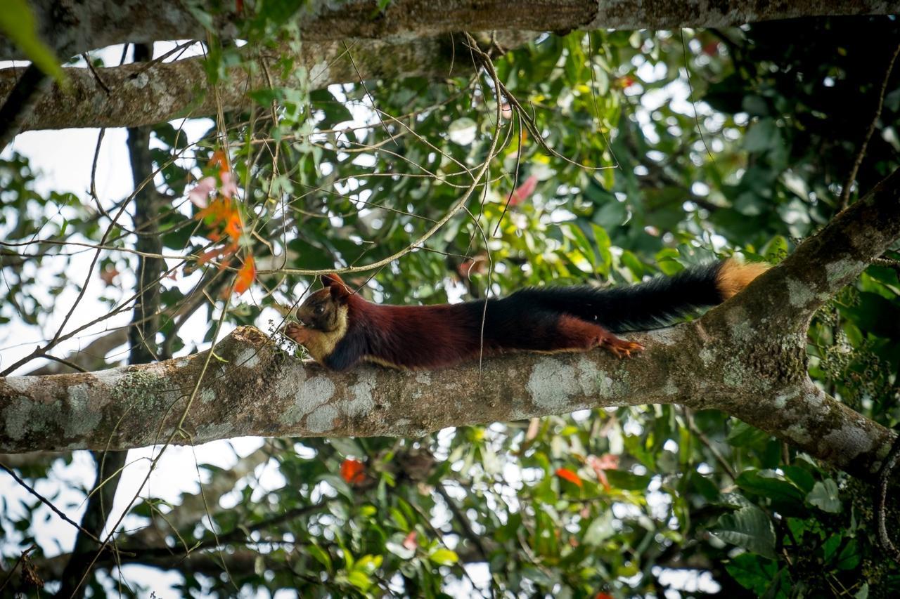 Wild Planet Jungle Resort Devāla Exteriör bild